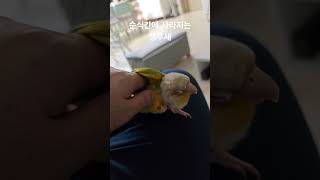 순식간에 사라지는 앵무새 #parrot #birds #…