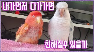 모란앵무 ♡ 퀘이커 긴장되는 첫 털고르기 시도