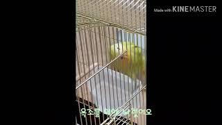 [아기앵무새]빵이 높이 올라가기