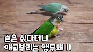 애교 만점 연두와 국수를 뺏기지 않겠다는 담이!!#코뉴어앵무새 #conure