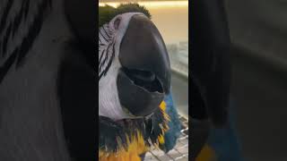 청금강~#청금강 #청금강앵무새 #앵무새카페