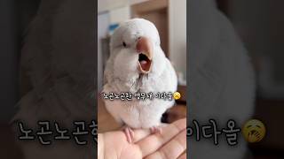 목욕도 하고 맘마도 먹고 노곤노곤콧구멍은 애교로 봐주세욧 #앵무새 #퀘이커앵무새 #러블리다다즈 #앵무새이다올