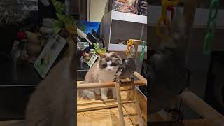 #앵무새분양 #고양이#인천개냥새 # 왕관앵무 #사랑앵무…