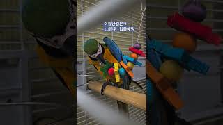 장난감 파괴자 청금강 청일이