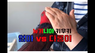 [뉴기니아 키우기] 세상에 나쁜 다롱이는 없다: 앵무새 입질과 기싸움