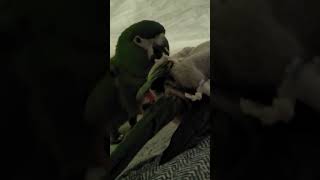 꽁패.앵무새.한스마카우.겨울엔 이불속.2023.12.1…