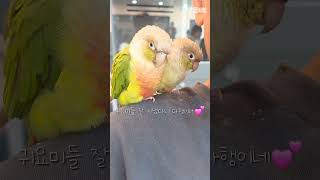 꾸벅꾸벅조는럭키라떼 #shorts #코뉴어 #졸려 #p…