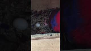 뉴기니아 와 마카우 뉴기니아 뉴3 새끼 4일차 2019…