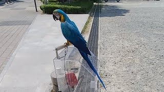 청금강앵무새 루카랑 Bifc 산책