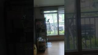 앵무새 한스마카우 한나 뽀미 만난지 이틀 만에 벌써 짝짓기?ㅋ