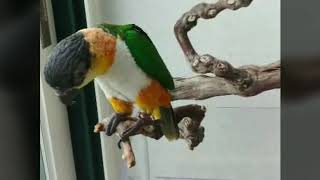 키우고 싶은 앵무새 (지인댁 아이들입니다^^)