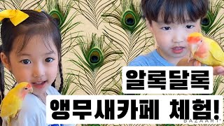 [VLOG]앵무새카페 체험기?? 뽀뽀해주는 앵무새♥️ …