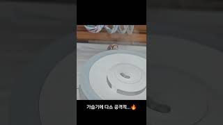 가습기만 보면 화가나는 코뉴어 앵무새