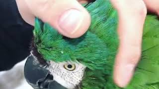 체스넛마카우 코코야