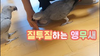 질투하는 앵무새는 쪼잔할까? 귀여울까?
