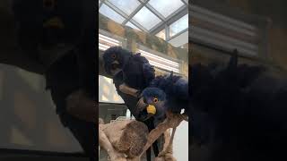 히야신스 마카우 &quot;안녕하세요~&quot;