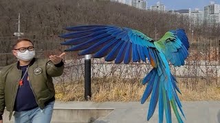 공원에서 앵무새 날리는 부부를 만났습니다 ㅋㅋㅋㅋㅋㅋ …
