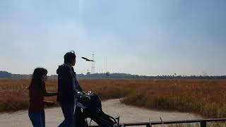 시흥송산공룡알화석지 마카우앵무새 자유비행 갈대밭