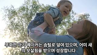 퀘이커 알은 몇 개까지 낳는지 그리고 부화율은 어느정도인지