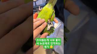 애교둥이 #한스마카우 네기의 흔들리지 않은 편안함  #앵무새