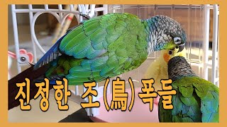 장난감 앵무새 괴롭히는 앵무새들 (鳥폭들)