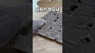 앵무새도 오빠보고 배워요~  회색앵무 잠바 모란앵무 옹…