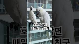 사람 and 음식엄청 밝히는 ️#Cockatoos #코카투 #호주라이프 #시드니일상. 귀요미 앵무새