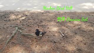 Mockin' Bird Hill(앵무새 우는 언덕)Patti Page