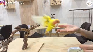 아기 앵무새의 첫비행, 그리고 교감