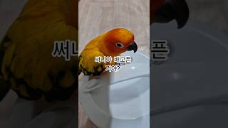 밥 달라고 시위하는 써니!  #썬코뉴어 #parrot …