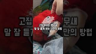 나이를 먹으면서 고집이 생기는 앵무새 한번에 말 잘듣게…