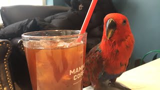 앵무새 커피숍 동반 사람들의 반응은?