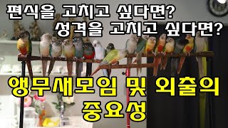 앵무새정보_앵무새모임 및 외출의중요성