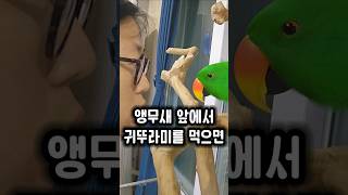 눈앞에서 귀뚜라미 먹는 엄마를 본 앵무새의 이상 행동 #앵무새 #맛있어