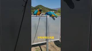 루카랑 치코 #shorts #청금강앵무새