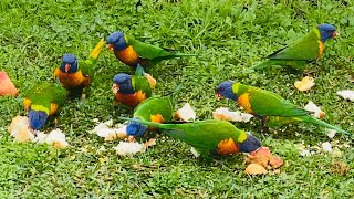 ❤️AUS my backyard puppy n parrots 울집 뒷마당 강아지와 앵무새들