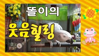 층간소음에 똘이가 뿔났다[연구대상앵무새똘이]