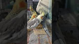 왕관앵무 사이에서 사랑앵무찾기 #동묘 #동묘애완동물거리 #왕관앵무 #parrot #seoul #dongmyo #청금강 #앵무새분양 #서울데이트코스 #동묘시장 #솔브로 #솔솔이들