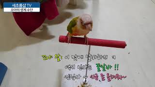 [새초롬샵] 코뉴어 꼬야의 고개숙이며 인사하기