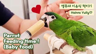 앵무새 이유식 먹이기 (한스마카우)