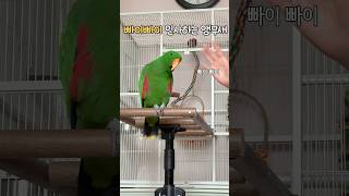 빠이빠이 인사하는 앵무새         #뉴기니아#앵무…