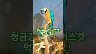 청금강 앵무새가 사인머스켓을 맛나게 먹고있네요 . 귀한 영상 즐감합니다 ~