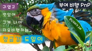 앵친구들과 부여에서 자유비행 PnP