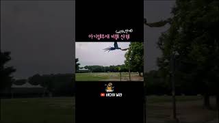 아기 청금강 앵무새의 자유비행 산책