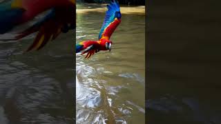 Guacamayos en el amazonas  #an…