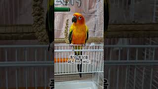 써니는 퐁당퐁당을 몰라요!  #썬코뉴어 #parrot #앵무새 #퐁당퐁당 #노래 #sing #패스 #pass #몰라요 #써니