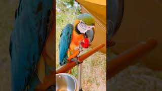 청금강 태양이는요 ㅎㅎ #song #cover #love #parrot #앵무새 #cute #birds #funny #청금강#청주앵무새#자유비행