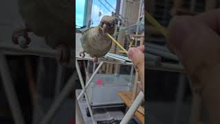 반찬 투정 편식쟁이 앵무새 #앵무새 #코뉴어앵무새