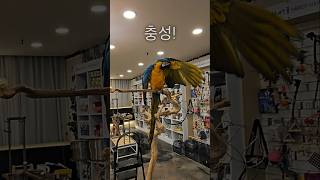 청금강 카라 충성! #macaw parrot
