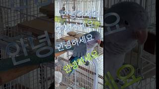 노래 생각이 안나요! ! ㅎㅎㅎ#parrot #루티노퀘…